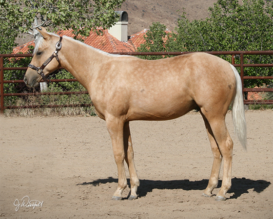 SJR Diamond Whiz - CD Diamond x Sienna Whiz - 2014 Colt